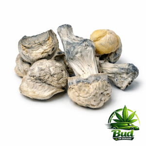 🍄 Andromeda  🍄