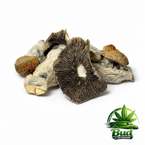 🍄 Cosmic Cowboy 🍄