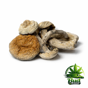 🍄 Galactic Gorilla 🍄