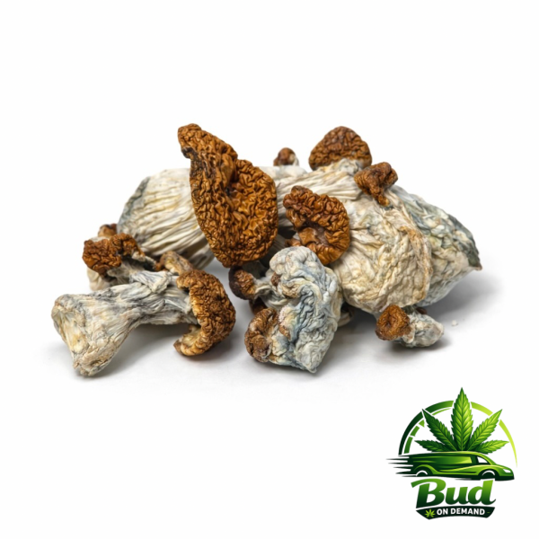 🍄 Omni 🍄