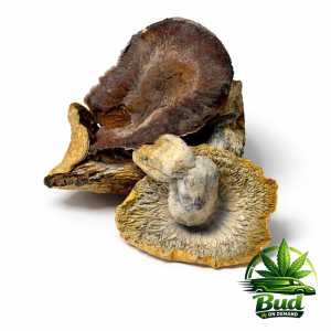 🍄 Penis Envy 🍄